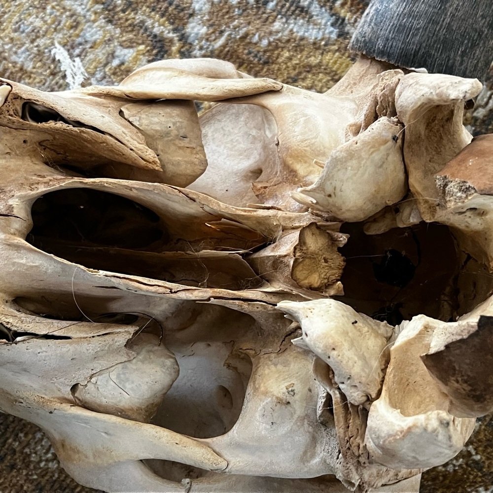 Bull skull - Picture 8 of 8